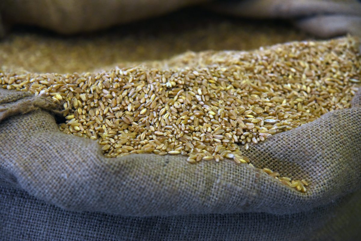 Agricoltura, cento milioni per aiutare il grano duro siciliano: la proposta all’Ars di Sud chiama Nord
