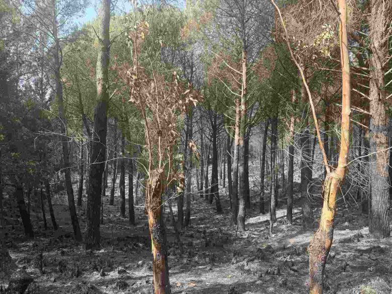 L’incendio a Monreale, il sindaco: “Trovati gli inneschi nel bosco”