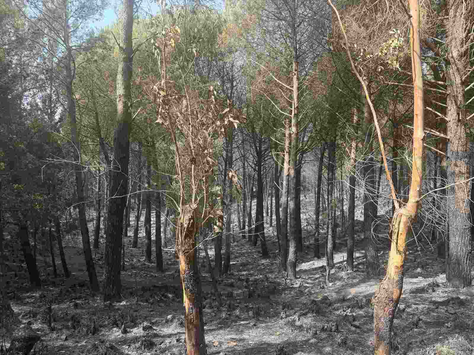 L’incendio a Monreale, il sindaco: “Trovati gli inneschi nel bosco” L’incendio a Monreale, il sindaco: “Trovati gli inneschi nel bosco”