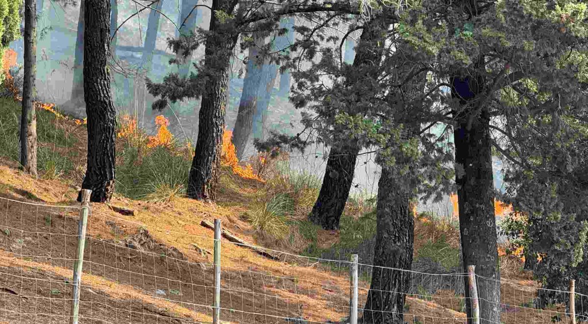 Fiamme, danni e rabbia, il Palermitano nella morsa degli incendi. Intravaia (FI) al QdS: “La risposta? Repressione e prevenzione”
