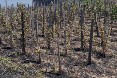 Incendio a Zafferana Etnea, bruciati ettari di terra coltivata. La denuncia di Confagricoltura: “Temiamo mano di piromane”