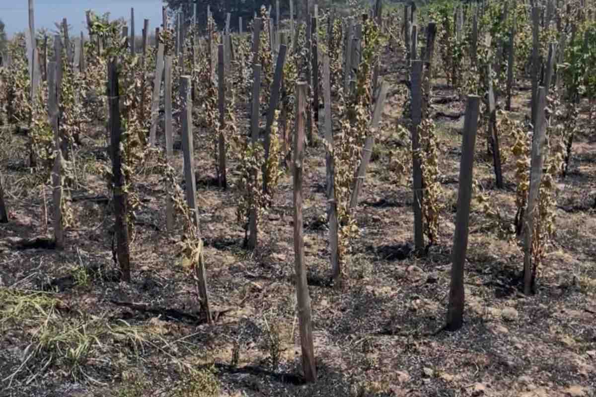 Incendio a Zafferana Etnea, bruciati ettari di terra coltivata. La denuncia di Confagricoltura: “Temiamo mano di piromane”