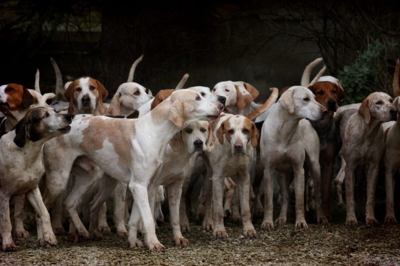 Detenuti in stanza buia e sommersa di feci, 100 cani sequestrati a coppia di accumulatori nel Palermitano