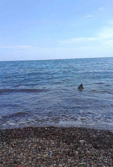 Palermo, avvistato uno squalo vicino alla riva a Casteldaccia