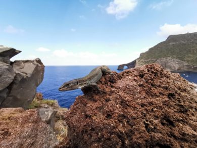Appello al governo per salvare rarissima lucertola delle Eolie: “Danno irreversibile per patrimonio del Mediterraneo”
