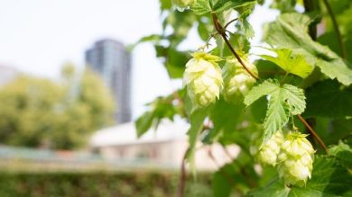 Carlsberg mappa il Dna del luppolo: una svolta per il futuro della birra