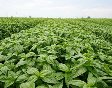 Filiera del basilico: ricerca e imprese fanno squadra contro la peronospora