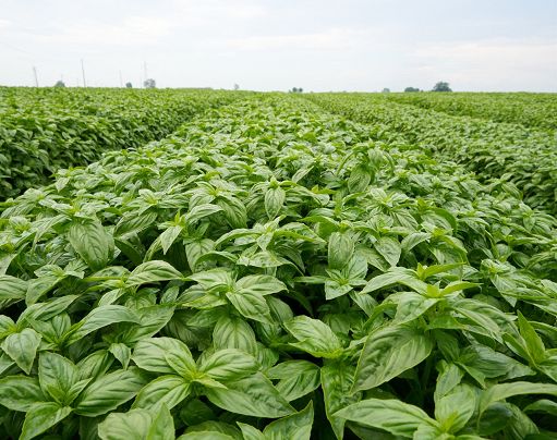 Filiera del basilico: ricerca e imprese fanno squadra contro la peronospora