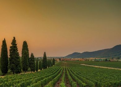 In Franciacorta vendemmia è partita per la prima volta il 30 luglio
