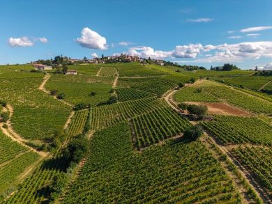 Brachetto d’Acqui Docg: vendemmia anticipata entro metà agosto