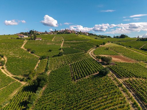 Brachetto d’Acqui Docg: vendemmia anticipata entro metà agosto