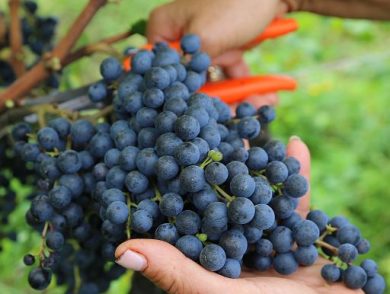 Vendemmia 2026: il caldo riscrive il calendario del vino italiano