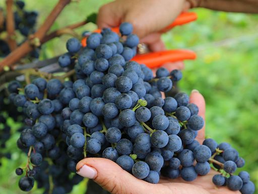 Vendemmia 2026: il caldo riscrive il calendario del vino italiano