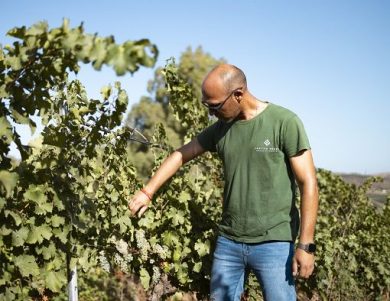 Vendemmia, Cantine Ermes: nel Trapanese rese in calo e buona qualità