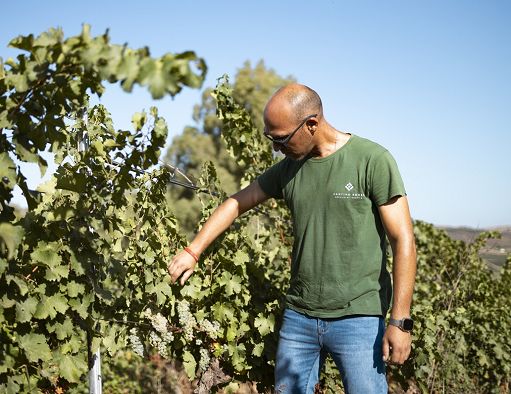 Vendemmia, Cantine Ermes: nel Trapanese rese in calo e buona qualità