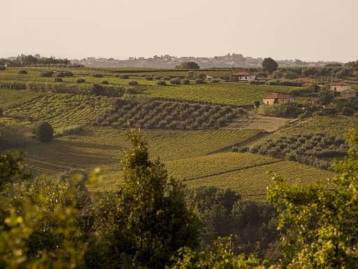 Cantina Tollo Group amplia di 133 ettari la superficie vitata