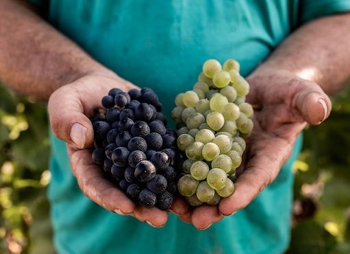 Alta Langa Docg: vendemmia anticipata al via il 5 agosto, uve sane