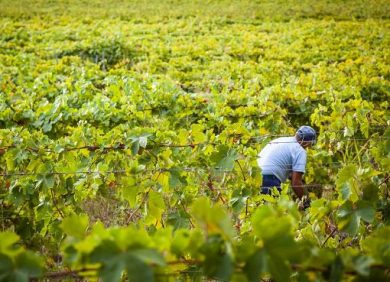 Vendemmia 2026: i vignaioli non temono il calo delle rese, anzi