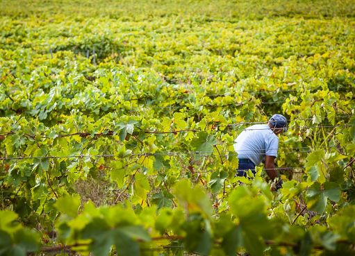Vendemmia 2026: i vignaioli non temono il calo delle rese, anzi