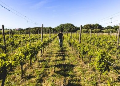 I vignaioli indipendenti della Fivi debuttano al Meeting di Rimini