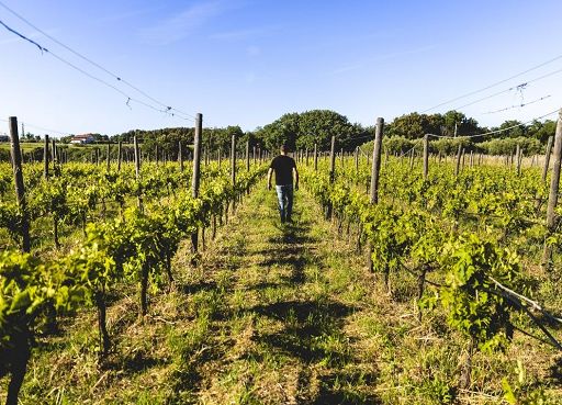 I vignaioli indipendenti della Fivi debuttano al Meeting di Rimini I vignaioli indipendenti della Fivi debuttano al Meeting di Rimini