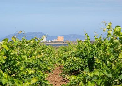 A Marsala il 9 agosto c’è “Birgi Wine Fest”: vigneti, vino e musica