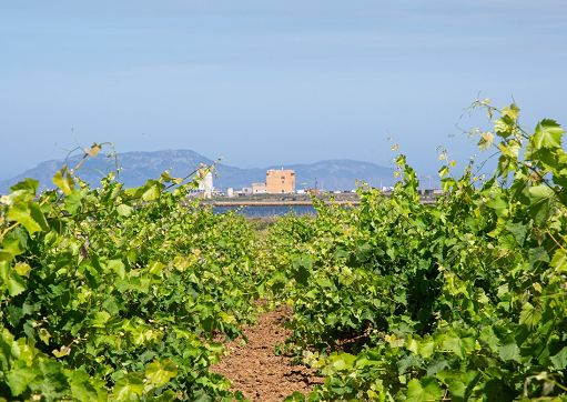 A Marsala il 9 agosto c’è “Birgi Wine Fest”: vigneti, vino e musica