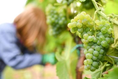 Vendemmia 2026, il fattore acqua ridisegna tempi e strategie