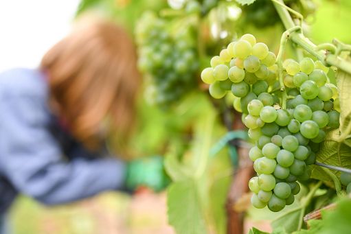 Vendemmia 2026, il fattore acqua ridisegna tempi e strategie