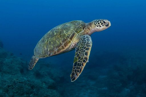 Tartarughe marine: oltre 115 deposizioni seguite dal Wwf in Sicilia