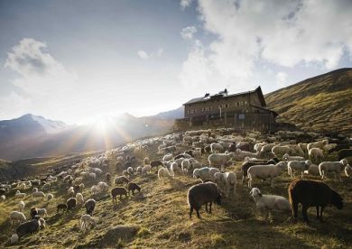 A settembre in Val Senales il ritorno delle greggi attraverso le Alpi
