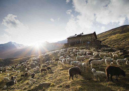 A settembre in Val Senales il ritorno delle greggi attraverso le Alpi