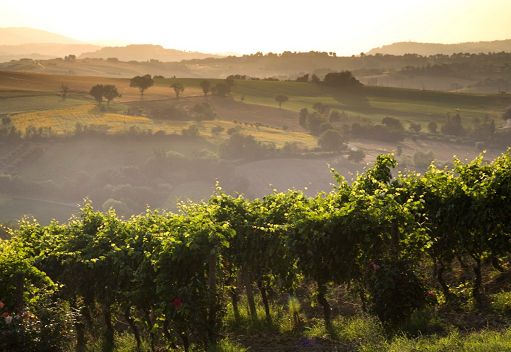 Verdicchio Jesi, Imt: per prossima raccolta taglio rese e stoccaggio