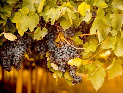 Vendemmia 2026, R. Abruzzo riduce le rese di Montepulciano Doc