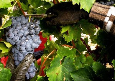 Vendemmia 2026, R. Toscana riduce le rese di quattro Denominazioni