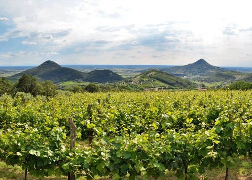 Colli Euganei: vendemmia al via il 10 agosto, anticipo di una settimana