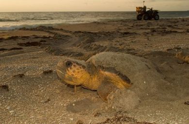 Caretta caretta, circa 280 nidi individuati in Italia dopo record 2025