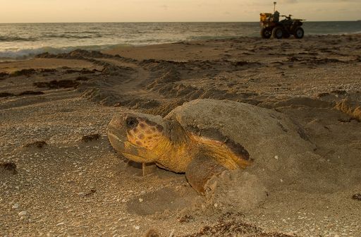 Caretta caretta, circa 280 nidi individuati in Italia dopo record 2025