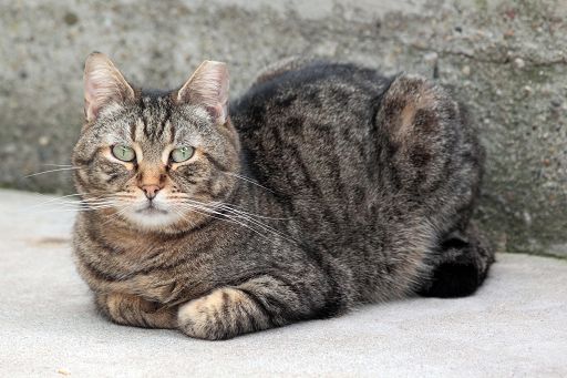 Oggi Giornata mondiale del gatto: l’animale che ci ha addomesticati