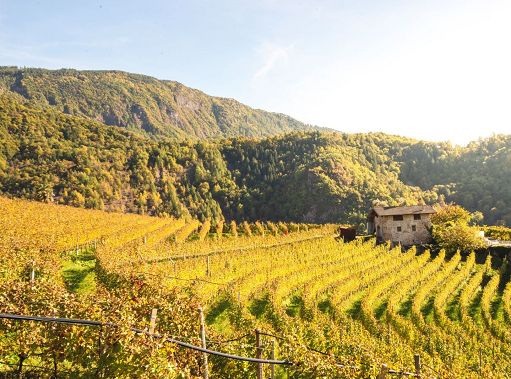 ”DoloViniMiti”: dall’1 al 4 ottobre tra Val di Cembra e Val di Fiemme