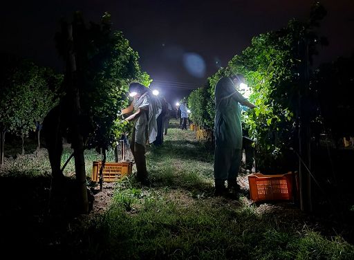 I Barisei: vendemmia notturna per tutelare chi lavora nei filari