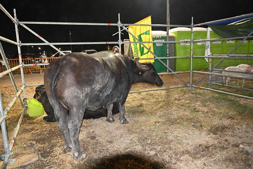 Coldiretti: Filiera bufalina solida ed in crescita continua