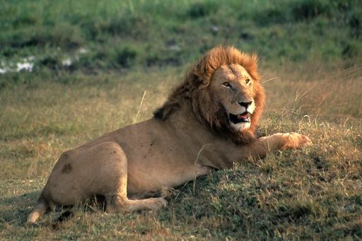Leone, Wwf: dall’India un segnale di speranza, nel Gurajat +32%