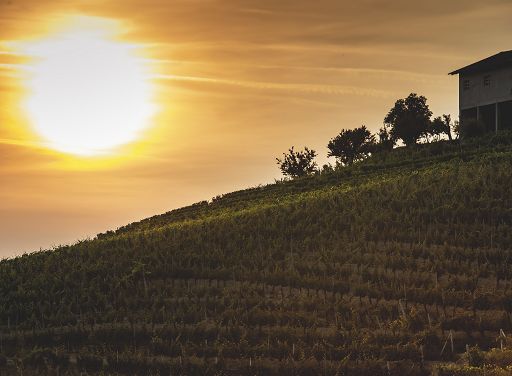 Réva Winery: per la prima volta vendemmiamo prima di Ferragosto