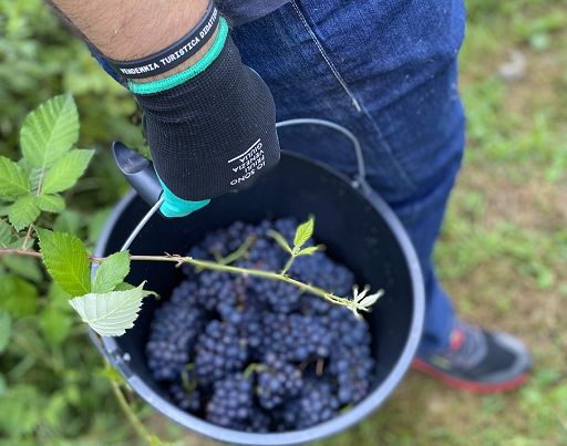 Vendemmia turistico-didattica: in FVG 7 Cantine aprono le vigne