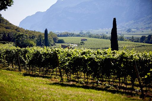 Consorzio Doc Delle Venezie: vendemmia con rese ridotte a 160 q.
