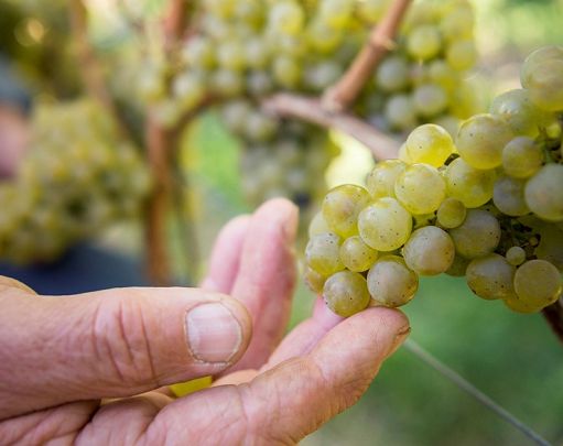 In Alto Adige vendemmia con anticipo record: prime uve già in Cantina