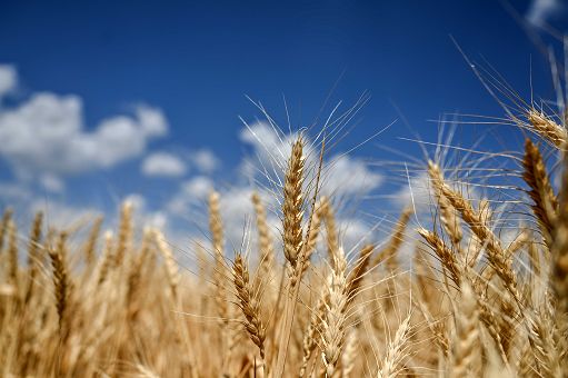 Grano, Coldiretti Puglia contro Casillo. Nuove proteste su importazioni