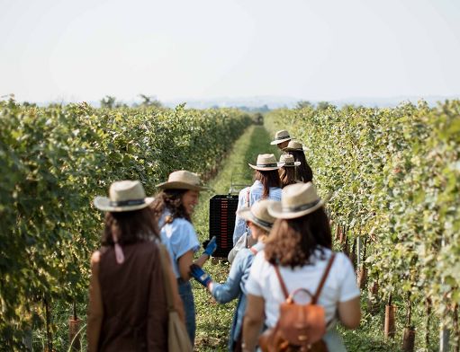Dal 5 settembre Buglioni apre al pubblico vendemmia in Valpolicella