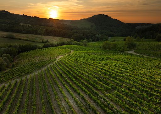 Il Pinot Nero è stato il vitigno più piantato nel 2026 in Oltrepò